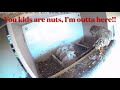 Israel Common Kestrel Nest Cam 5/10/21