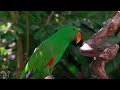 (4K) Breathtaking Colorful Birds of the Rainforest 2 Wildlife Nature Film + Jungle Sounds 90 Minutes