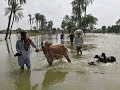 taunsa sharif flood 2022 | balochistan flood 2022 | sawat flood 2022 | Flood In River taunsa :0