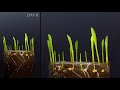 Growing corn time lapse #greentimelapse #gtl #timelapse