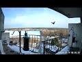 Bluejay tries to Intimidate Dove w/ Rattle Calls to get Peanut | 3/19/2024