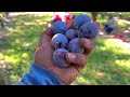 Cosechamos toneladas de ciruelas para la pasa en un solo Dia🙉/ harvesting plum raisins 🤩