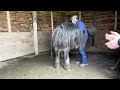 Rescue Horse wont let anyone near his feet!!