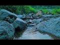 Soothing river sounds, Forest birds singing, Nature sounds, Relaxation, ASMR