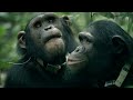 A chimpanzee story