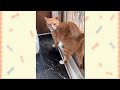 【2ch動物スレ殿堂入り猫編】ツッコミどころ満載なおもしろ猫動画50連発！Part1（鳴き声、しゃべる、子猫、かわいい）