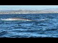 First blue whale of the year for Orange County