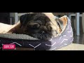 Dreaming pug #pug #dream #doglover #dogowner