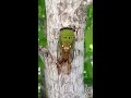 Cicada on tree making its distinctive sound