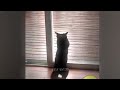 The Most Adorable and Funny Pet Moments Ever 🐱🐶 Funny Animal Moments 2024 🤣
