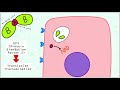 Corynebacterium diphtheriae: Morphology, Pathogenesis, Clinical features, Diagnosis, Treatment