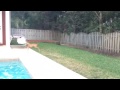 Dog goes crazy for frisbee