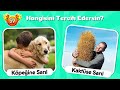 Hangisini Tercih Edersin? 🎁🎉SÜRPRİZ KUTU ÖZEL - Sürpriz Hediye Kutusu Bulmaca