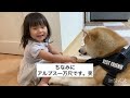 【おもちゃよりも秋田犬が好きすぎる娘〜前編〜】　#大型犬  #akitainu #dog  #cutedog #japaneseakita  #japan #大型犬のいる生活  #癒し　#犬のいる生活