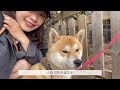 vlog:🌴5월제주사랑해,제주브이로그,2박3일제주여행,금오름,성이시돌목장,제주카페,제주로컬맛집,데일리룩,데일리백,제주여행코스,서귀포,애월카페,새별프렌즈알파카잡으러제주까지🦙