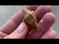 Florida shell tour. Hunting for shells in the 10,000 Islands!