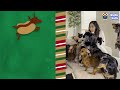 Naughty Cat Steals Christmas...8 Tiny Dogs Try To Save It! | Dodo Kids | Happy Holidays