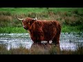 Seeing Highland Cattle at Rspb Fairburn Ings with the LUMIX G9..