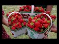 Strawberry picking at Marcy’s berries, Hamilton #travelvlog