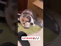 Gatinhos levados ❤️ kittens taken