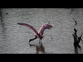 DSC 1984 Rosette Spoonbill at Huntely Meadows Park Virginia, July 3, 2021