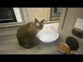 Pioneer Pet Swan Pet Drinking Fountain for Cats and Dogs, Great for Multiple Pets Review