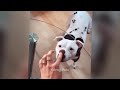 😅 Funniest Cats and Dogs Videos ❤️ Funny And Cute Cats Videos 2024 🙀