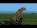 The Last Paradise on Earth - The Amazing Serengeti | Full Documentary