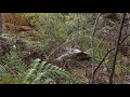 lyre bird near wollemi nsw