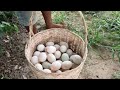 Pav Pav Farmer ! A man picks up eggs near a pile and collects many eggs
