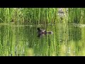 Little Grebe - Grèbe Castagneux - Zwergtaucher - Dodaars 1080p