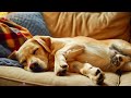 1 Hours Of Relaxing Music For Anxious Dogs 🐶 The Best Anti-Anxiety Music For Dogs!