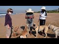 Beach Vlog With Our Best Friends! Reunited After Quarantine! Zeus The Greedy Husky