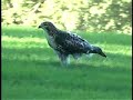 Red Tailed Hawk - Central Park New York (long version)