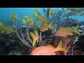 Reef diving south Florida