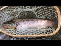 Fly Fishing Sunday Slab, Tulpehocken Creek, PA - Wooly Bugged