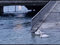 A couple of Swans on the Rhone River in Geneva, Switzerland.