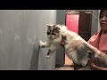 Cat wall challange😂.