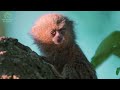 The TINIEST Primate on the PLANET | Pygmy Marmoset