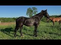 Remarkable Horse Rescue and Rehabilitation (UPDATED!)