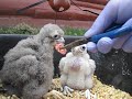 Feeding Baby Falcons