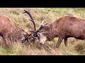 Stags Fighting | #Deer Battle for Dominance