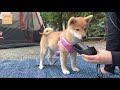 (ENG Sub) Shiba Inu Puppy’s First Camping Trip