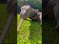 Walking a KOMODO DRAGON!  | Australian Reptile Park