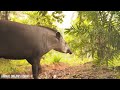 BEAUTIFUL ANIMALS: The Stunning Spectacle of Amazon Jungle 8K VIDEO ULTRA HD