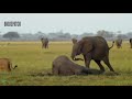 Lions Fail Hunting Baby Elephant