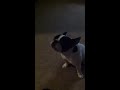 French bulldog singing