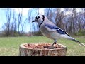 4 HOURS of Birds Singing in the Woods, 4K Cat TV, Bird Video, Relaxing Sound, Awesome World 026