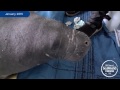 SeaWorld Rescues A Cold-stressed Manatee in Alabama