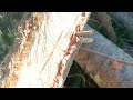 Cutting broken branches on large Pine